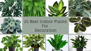 Top 25 Most Beautiful Indoor Plants // Best Houseplants For Decoration // Houseplants With Name 2022