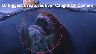 10 Biggest Creatures Ever Caught On Camera || Biggest Creatures