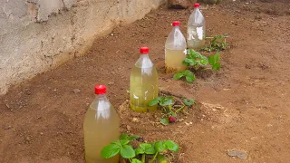 How to make DRIP IRRIGATION with recycled plastic bottles