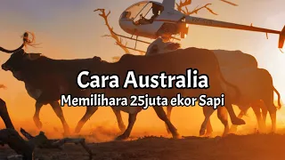 Beternak 25juta Sapi di Australia