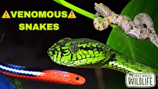 TOXIC VENOMOUS SNAKES IN THAILAND! We FOUND THE RAREST SPECIES!