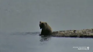 On This Day in Bear Cam History | Velcro Finds a Stick