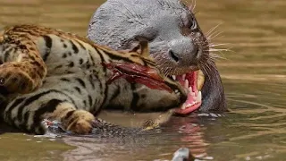 15 Relentless Otter Hunting Moments Caught On Camera