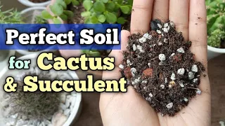 Make Perfect Potting Mix for Succulent and Cactus // Best Potting Mix for Succulents and Cactus 🌵🌵