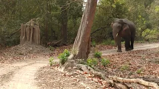 Single Tusker Elephant chasing Safari car in #jimcorbettnationalpark. #jhirna.