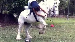 The Naughtiest Shire horse EVER!