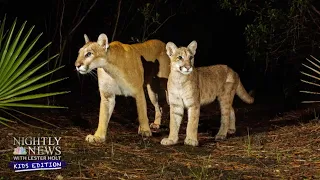 The Florida Panther: One Of North America’s Most Endangered Species