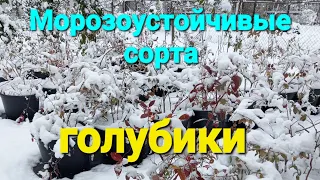 Самые зимостойкие сорта голубики. Выводы!!!