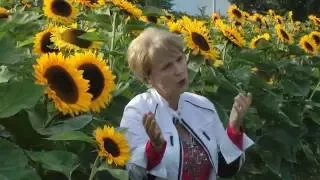 Tina Wedel "Sonnenblumen - Подсолнухи" (Clip) - Text und Gesang - Автор и исполнитель