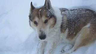 Прогулка с собаками в лес