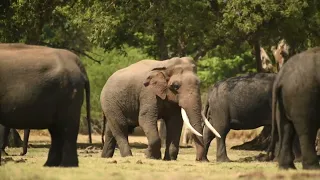 කලා වැවේ ඇත්තු | Majestic Tuskers in Kalawewa National Park, Sri Lanka