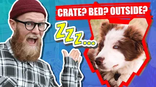 Where Should My BORDER COLLIE PUPPY Sleep?