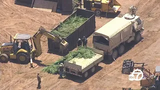 14.9 tons of marijuana , 37 firearms seized in Perris by Riverside County deputies I ABC7