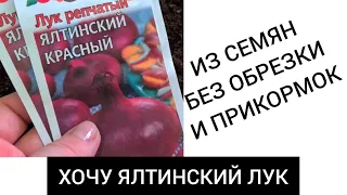 ЯЛТИНСКИЙ лук из семян БЕЗ ПРИКОРМОК