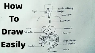 How to draw Human Digestive system easily - step by step