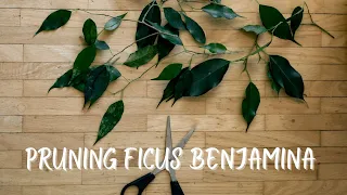 Pruning Ficus Benjamina | Pruning | Propagation