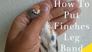 Zebra finches ko Ring Daly_ Finches Colony ki setting change ki_ How to wear Rings in Finches.