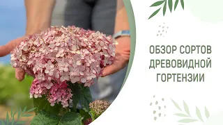 ДРЕВОВИДНАЯ ГОРТЕНЗИЯ | РОЗОВЫЕ И БЕЛЫЕ СОРТА