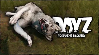 СТРИМ DAYZ ⮞ Я ВЕРНУЛАСЬ ПОСМОТРЕТЬ ⮞ СТРИМ ДЕЙЗ