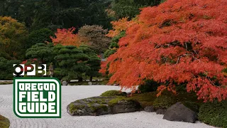 Portland Japanese Garden photo essay  | Oregon Public Broadcasting