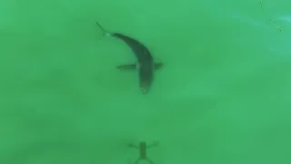 Large Great White Shark Chases Drone Shadow Like a Laser Pointer