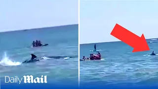 Dramatic moment massive shark swims dangerously close to crowded beach in Spain