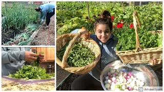 Garden Experiments that Worked!! Early Morning Garden Harvest!!