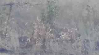 16 января 2018  Снайпер ДНР снял на видео точный выстрел в украинского военного(1)