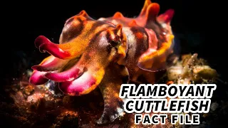 Flamboyant Cuttlefish Facts: a FLASHY Display | Animal Fact Files