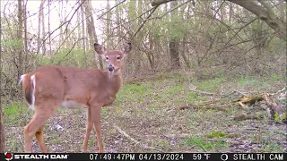 At the trail camera starting at April 9, 2024 sound added