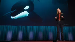 Could an Orca Give a TED Talk? | Karen Bakker | TED