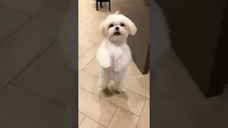 Cutest Dancer on 2 legs | Shihtzu dog | #shihtzu #dog