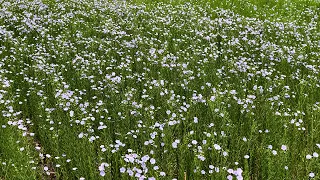 How Flax is transformed into Linen Fabric