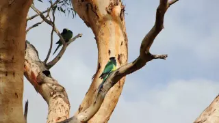 Australian Ringneck