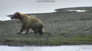 Sub adult bear 610 RW Brooks falls Katmai 2019 07 15