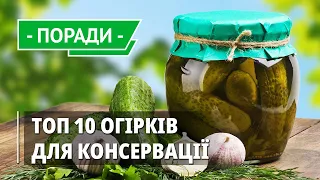 Перевірені сорти огірків для засолювання і маринування