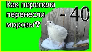 🐥Как пережили морозы мои перепелки// Перепела  в 29 и 11 дней