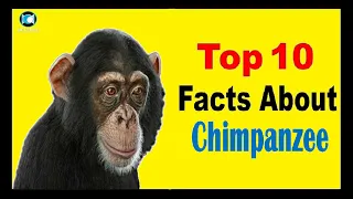 Chimpanzee - Facts