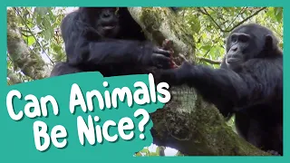 Can Animals Be Nice? | BBC Earth Kids
