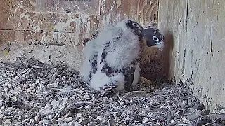 FalconCam Project~ Rubus preens Indigos neck 😊~4:32 p.m. 2022/11/07