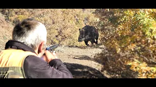 Sezonda Yaptığımız Muhteşem Domuz Avları / Amazing Wild Boar Hunts We Do İn Season