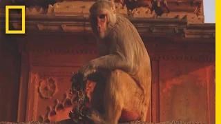 A Whirlwind Journey Through Varanasi, India—and Beyond | Short Film Showcase