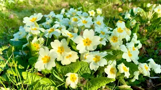Primroses & Why You Should Plant Some in YOUR Garden