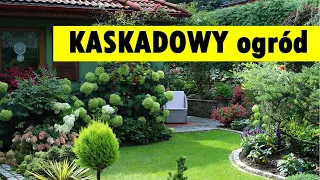 Kaskadowe KRÓLESTWO hortensji zlokalizowane na tle lasu