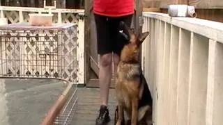 German Shepherd foundation training basic obedience AKC rally training LOYALVILLE Ziva & CJ