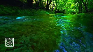 🍀Plant Music. 10 HRS, by the River💦makes you relaxing & cool down in💗mind.3D Sound. #plantmusic