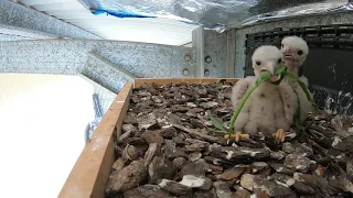 Kestrel Chicks Day 13   24th December 2020