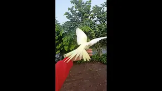 Cockatiel Pulls a Free Flight off Owner Hand, Circles Around Then Goes Back