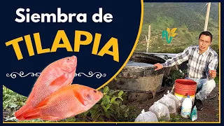 🐟 ALEVINOS de TILAPIA roja  🐟 APRENDA como cultivarlos o sembrarlos 😍