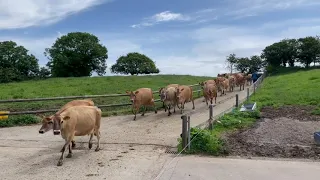 Our happy cows can't wait to get back inside the cow shed for dinner!